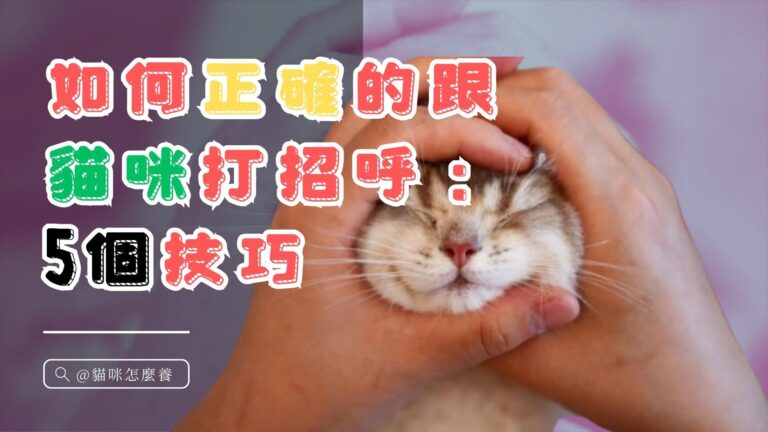 如何正確的跟貓打招呼