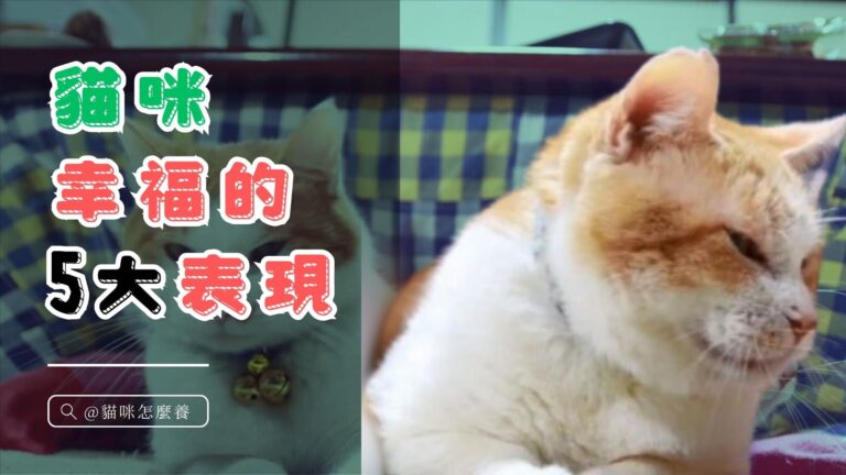 貓咪幸福的5大表現