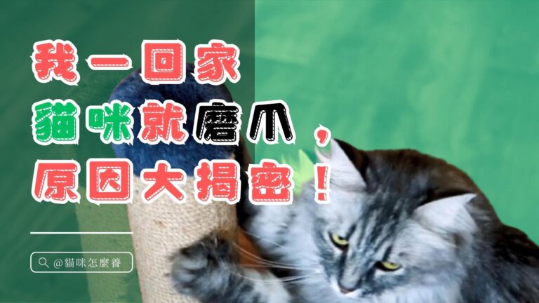 貓咪在我一回家就磨爪