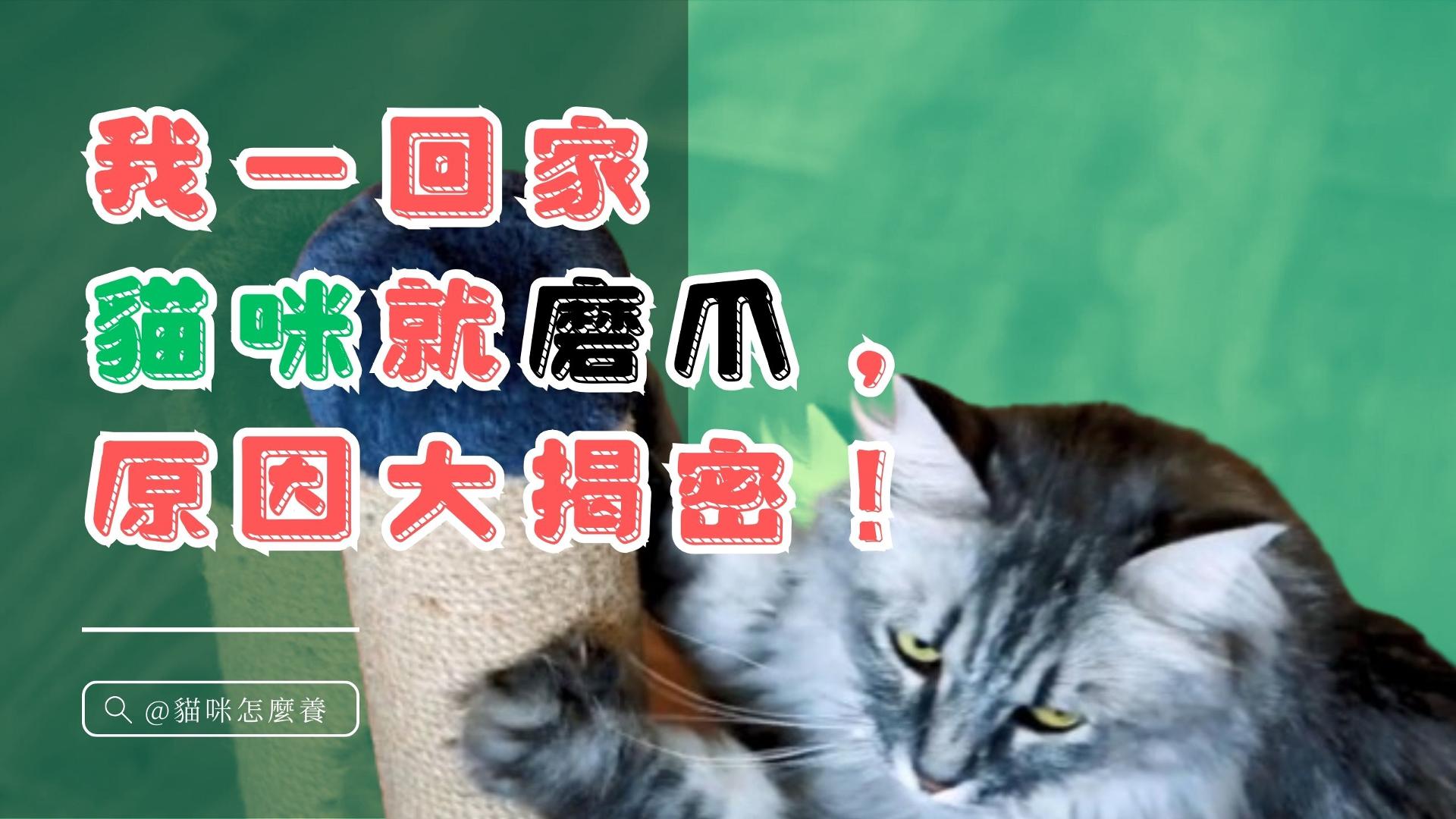 【寵物解答】貓咪在我一回家就磨爪，隱藏原因大揭密！