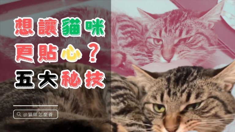 想讓貓咪更貼心