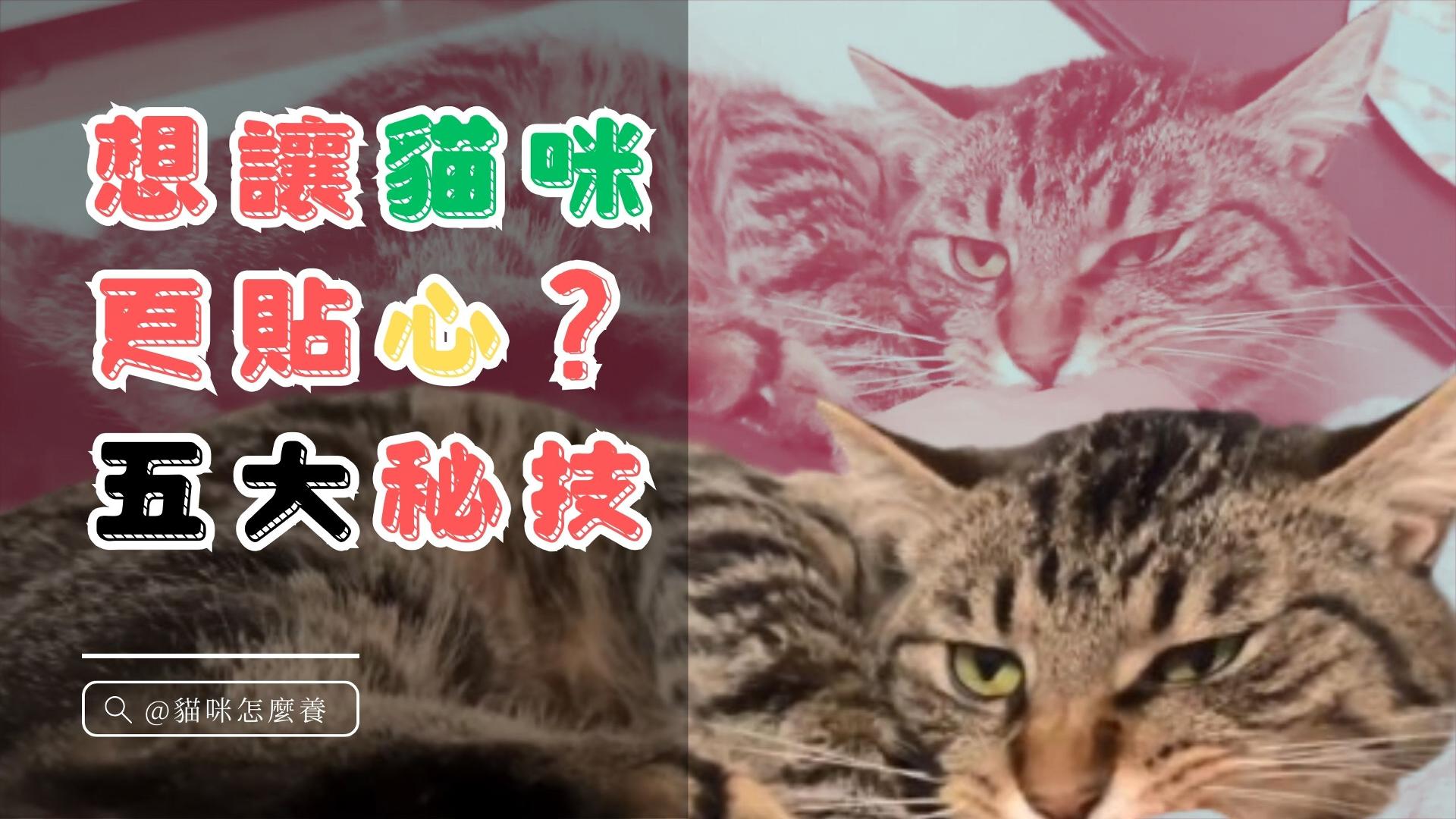 【新手養貓】想讓貓咪更貼心？五大秘技大公開！