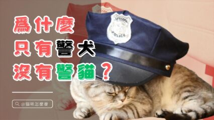 爲什麽只有警犬沒有警貓