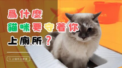 爲什麽貓咪要守著你上廁所