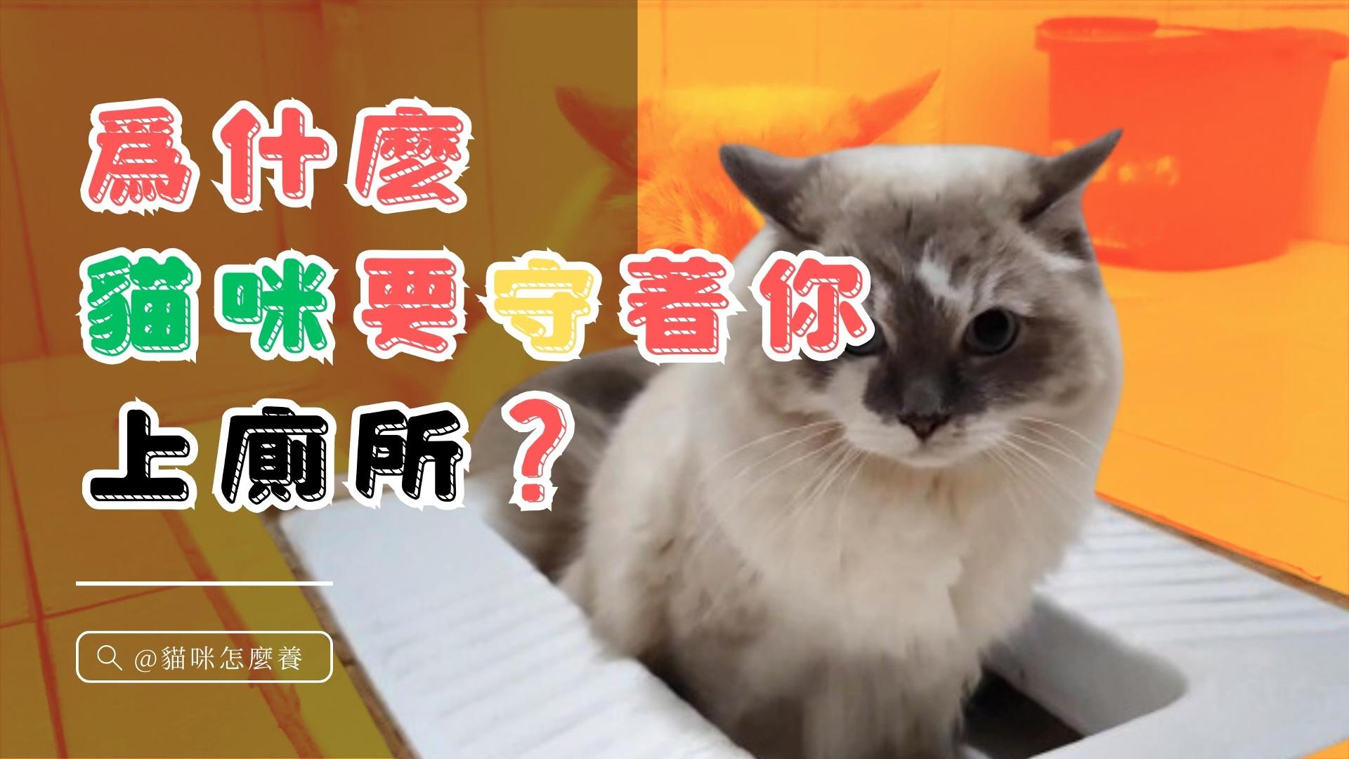 【寵物解答】為什麽貓咪要守著你上廁所?