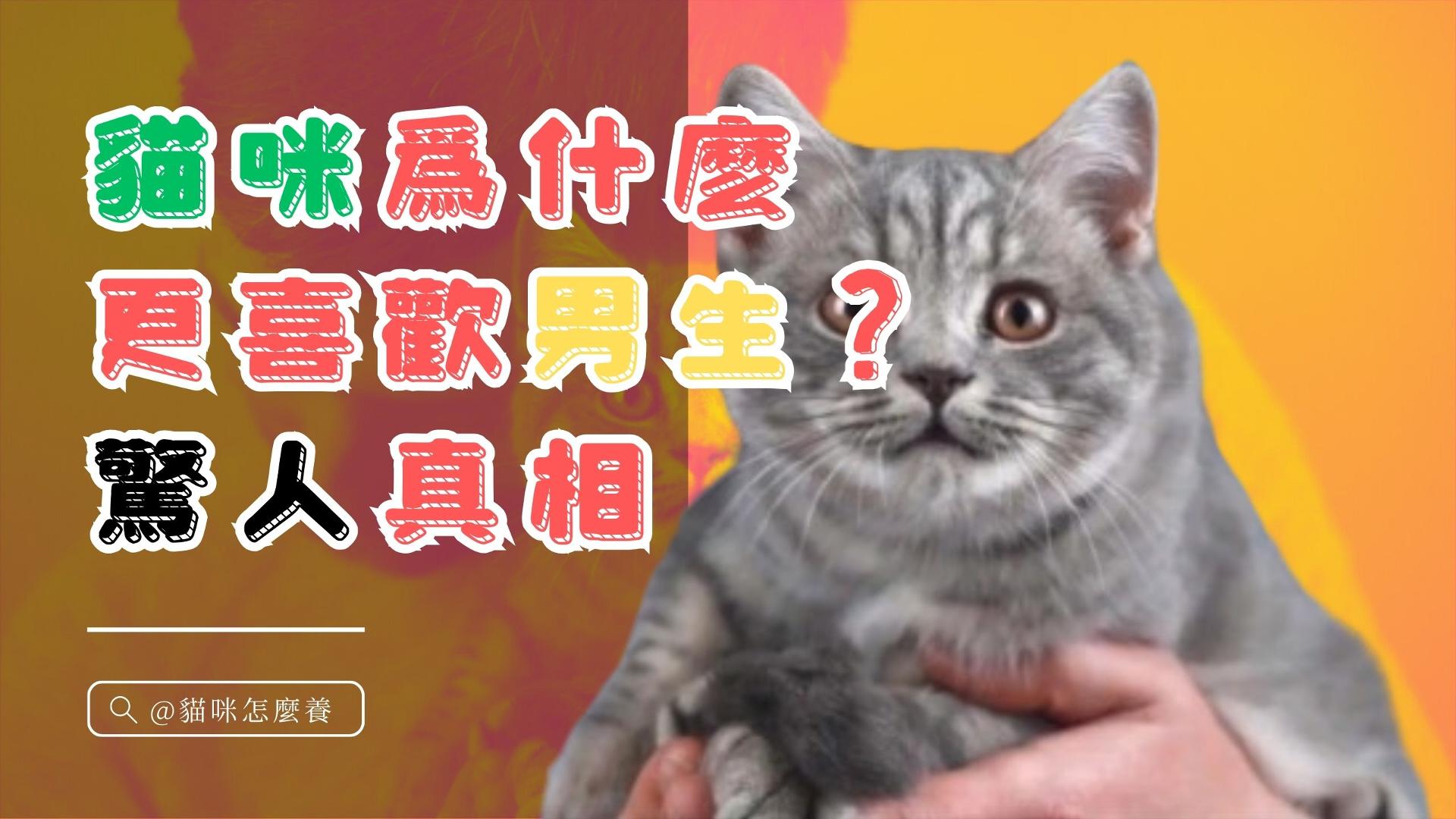 【寵物解答】貓咪爲什麽更喜歡男生？