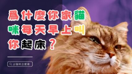爲什麽你家貓咪每天早上叫你起床
