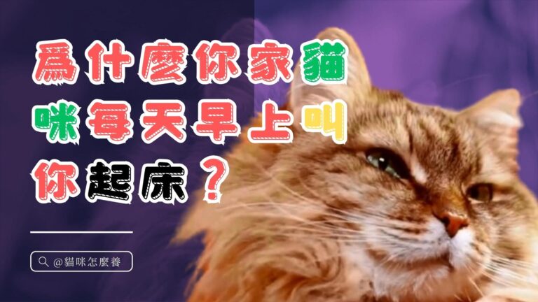 爲什麽你家貓咪每天早上叫你起床