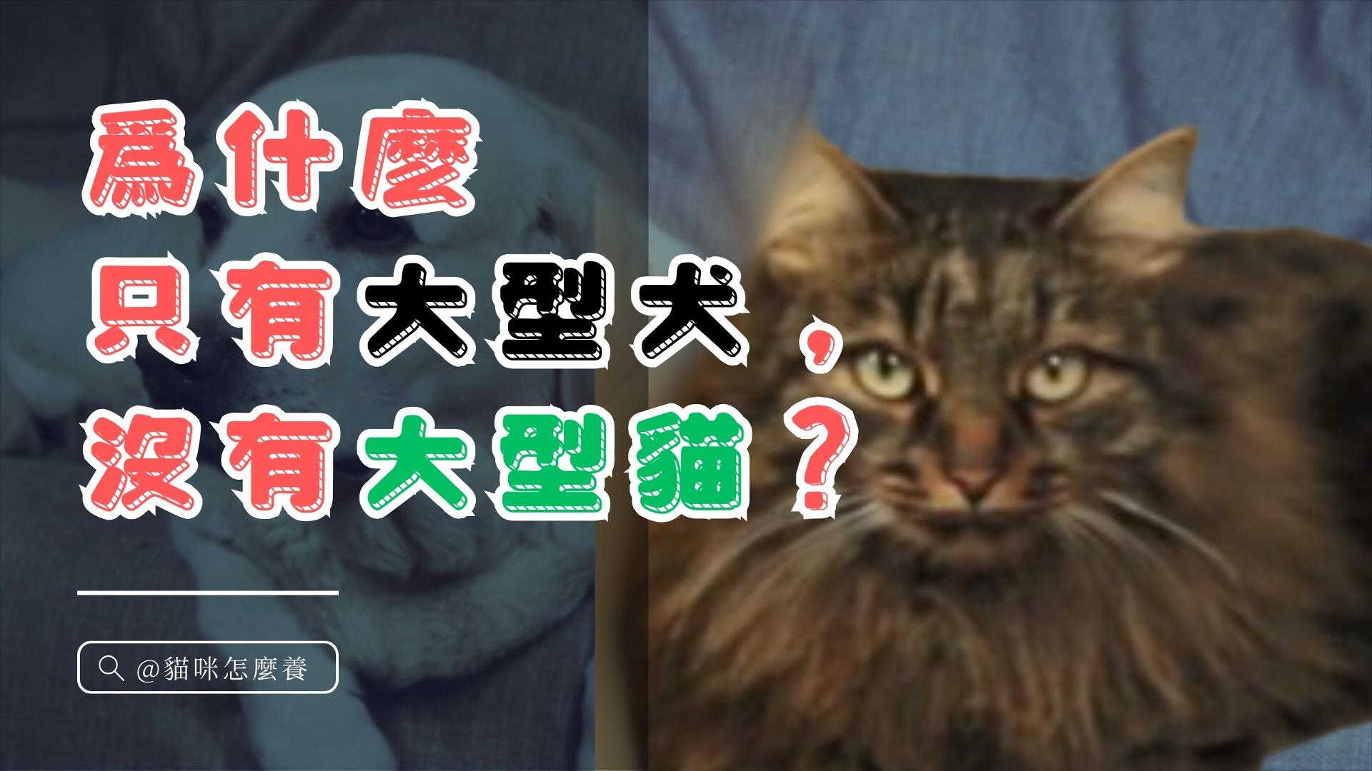【寵物解答】爲什麽只有大型犬，沒有大型貓？謎底揭曉！