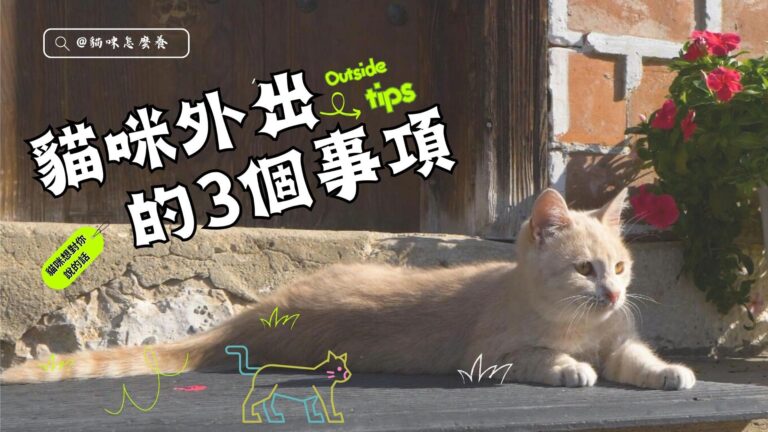 帶貓咪外出要注意的3個安全事項