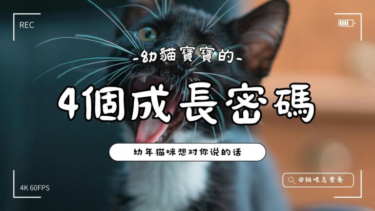 幼貓寶寶的4個成長密碼