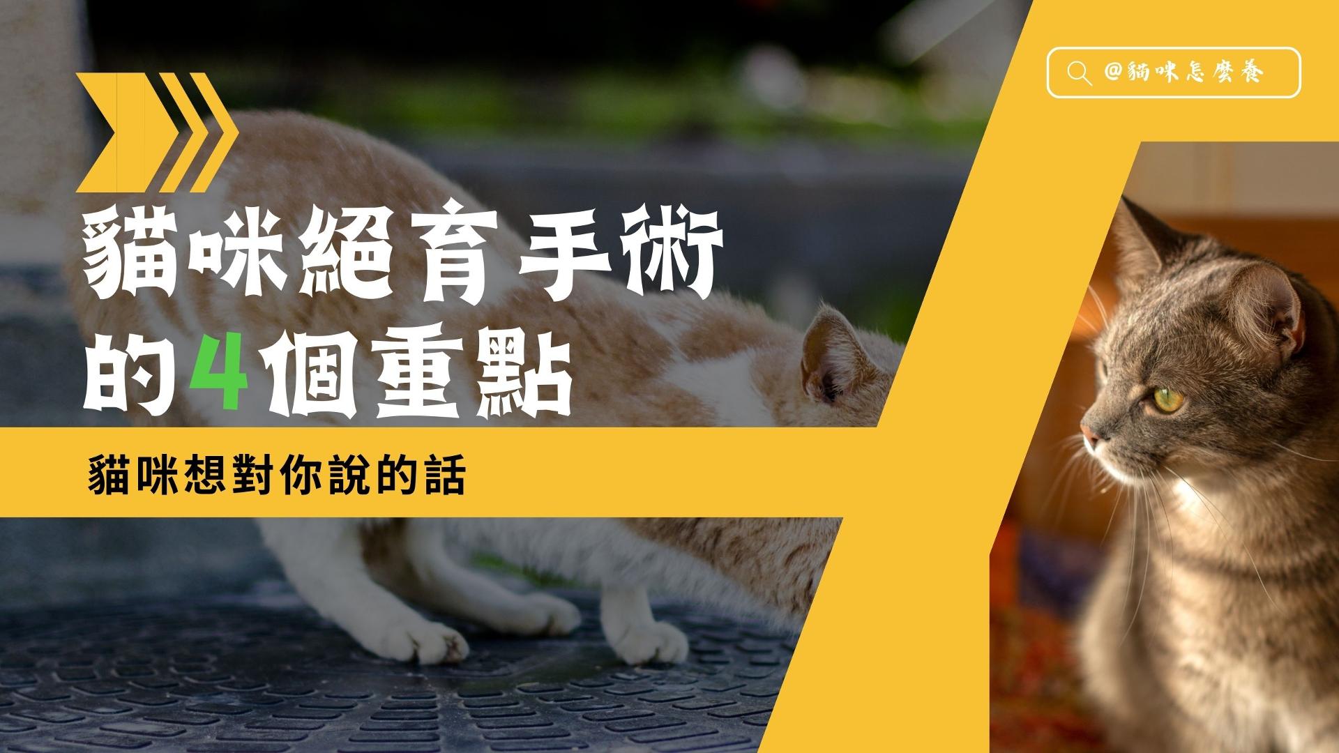 【貓咪想對你說的話】貓咪絕育手術需要了解的4個重點!
