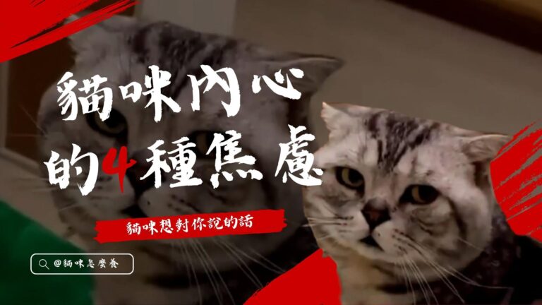 貓咪內心深處的4種焦慮
