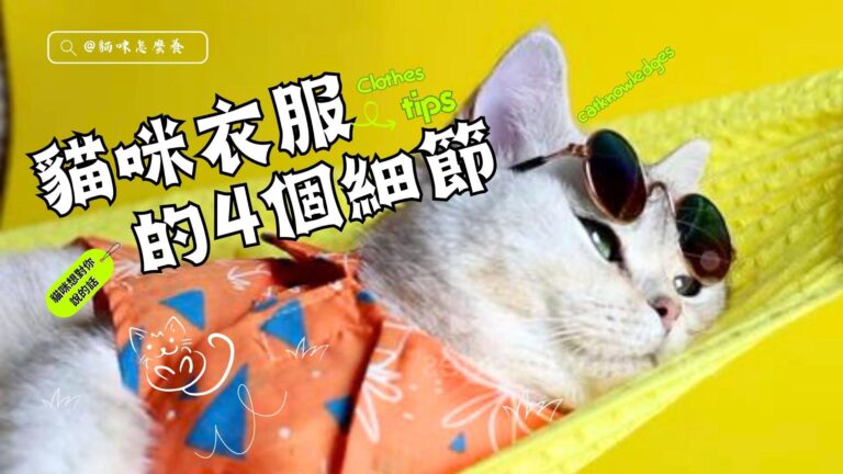 貓咪穿衣服的4個注意細節