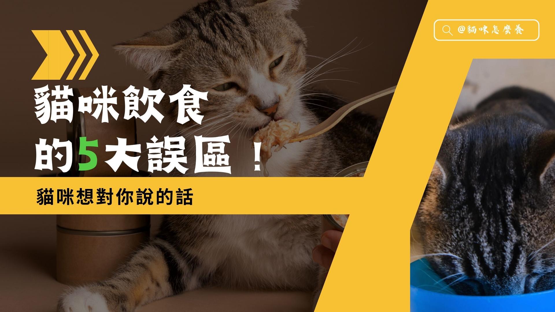【貓咪想對你說的話】你中招了嗎?貓咪飲食5大誤區!