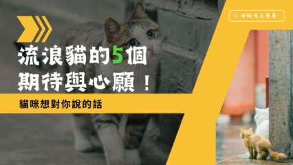流浪貓的5個期待與心願