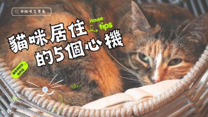 貓咪住宿5個心機
