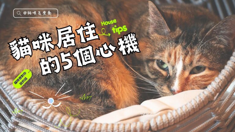 貓咪住宿5個心機