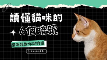 貓咪的6個暗號