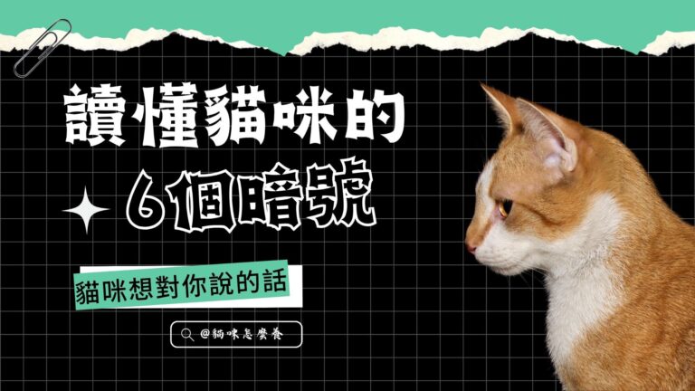 貓咪的6個暗號