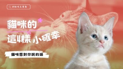 貓咪的這4樣小確幸