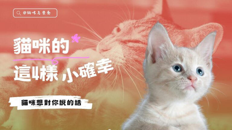 貓咪的這4樣小確幸