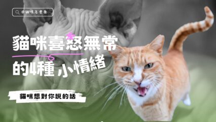 貓咪喜怒無常的4種小情緒