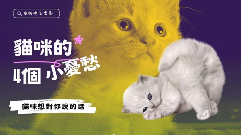貓咪的4個小憂愁