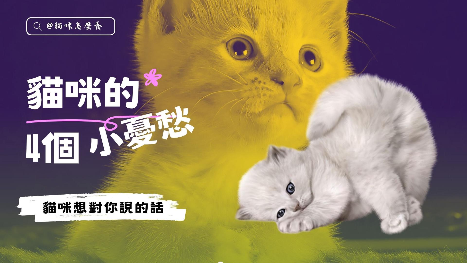 【貓咪想對你說的話】貓咪的4個小憂愁