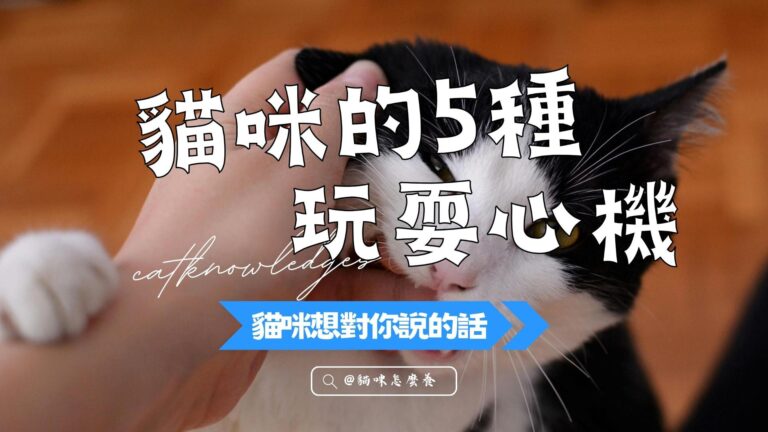 貓咪的5種玩耍心機