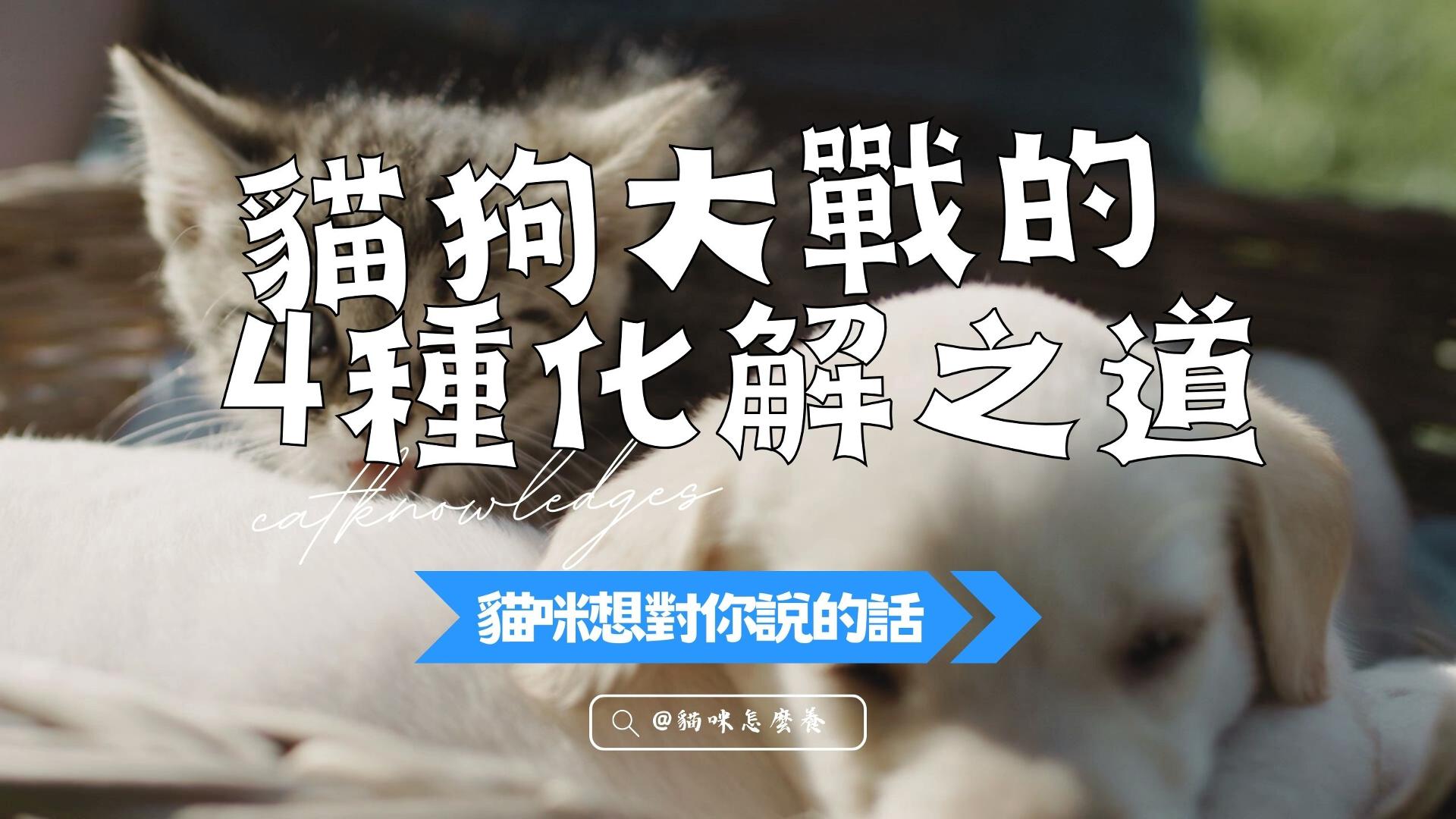 【貓咪想對你說的話】貓狗大戰的4種化解之道