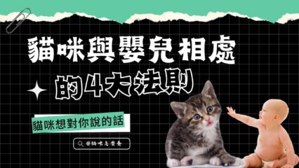 你的貓咪愛你嗎？