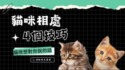 掌握貓咪的4個相處技巧