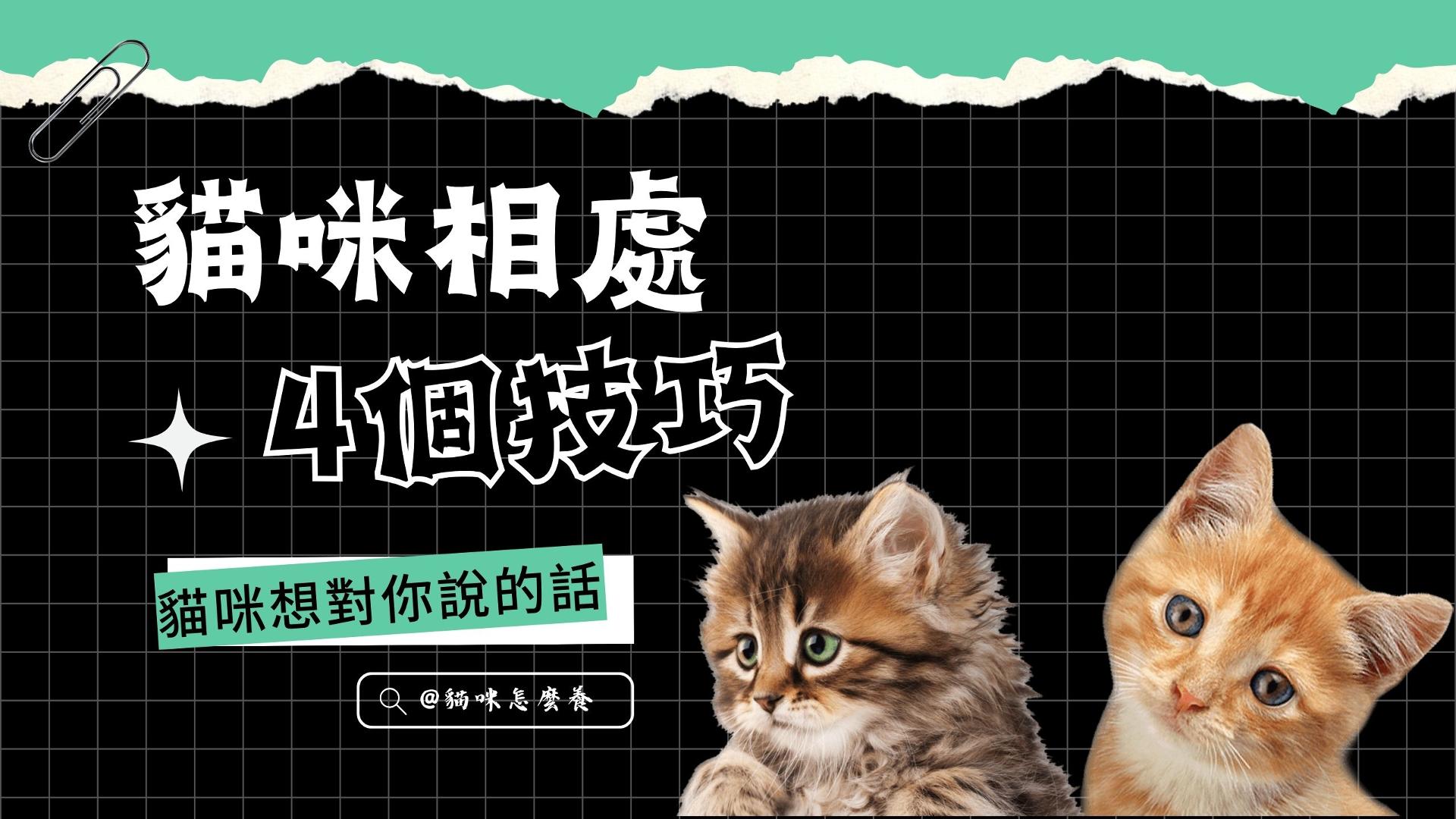 【貓咪想對你說的話】掌握貓咪的4個相處技巧!