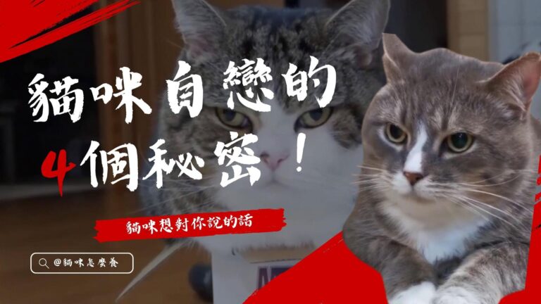 告訴你貓咪自戀的4個秘密