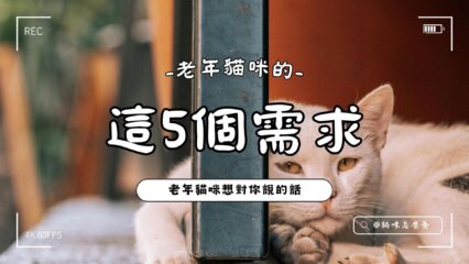 老年貓咪的這5個需求