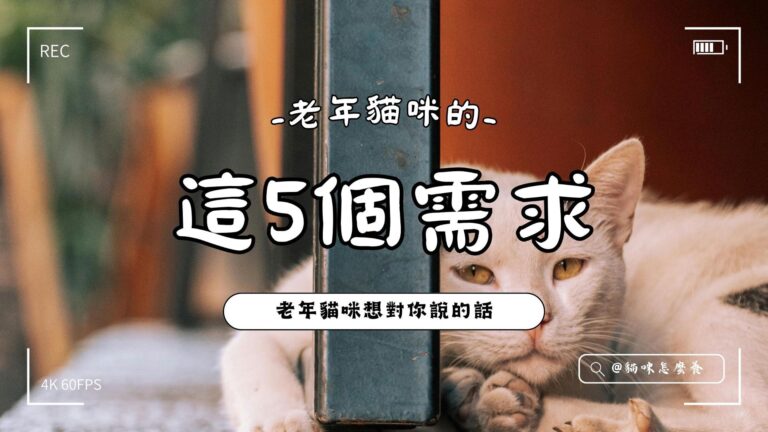 老年貓咪的這5個需求