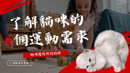 了解貓咪的4個運動需求