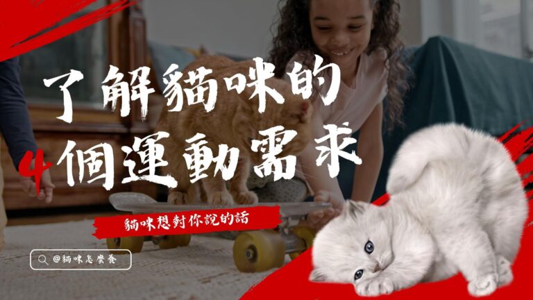 了解貓咪的4個運動需求