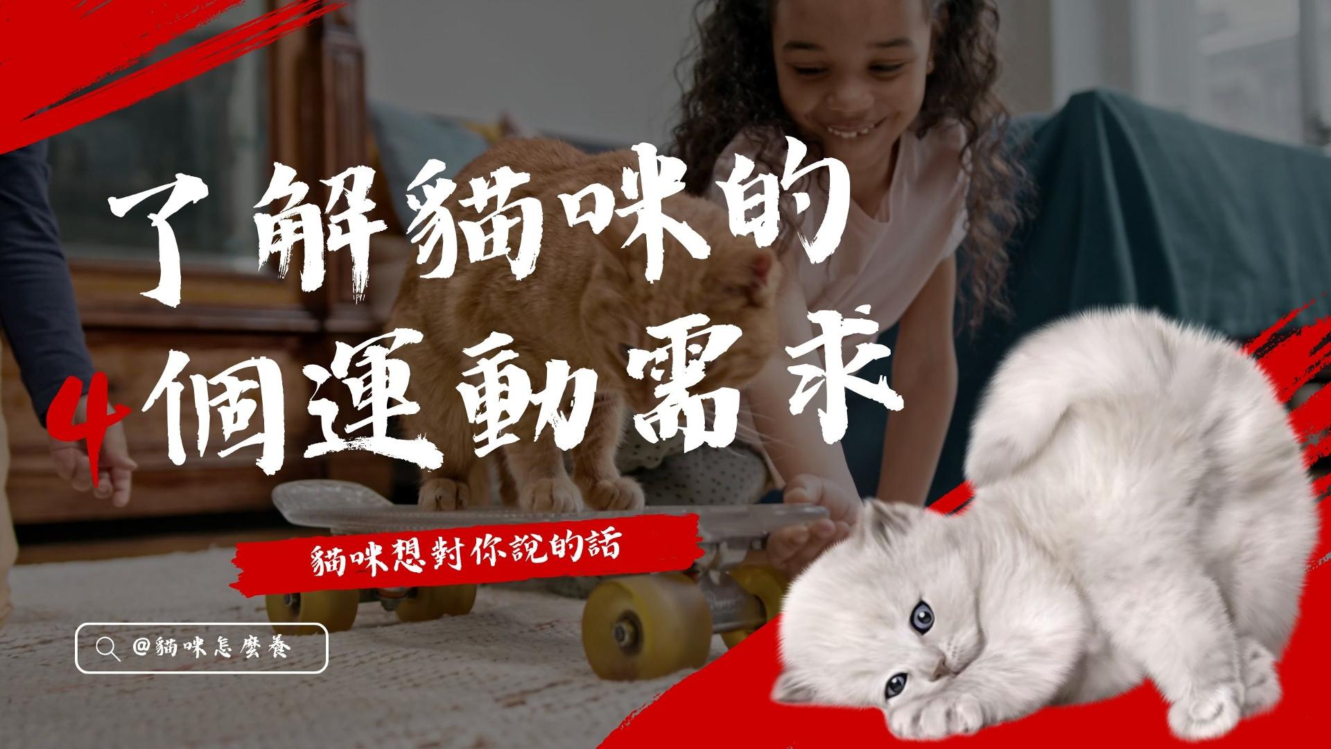 【貓咪想對你說的話】了解貓咪的4個運動需求!