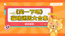 貓咪迷因