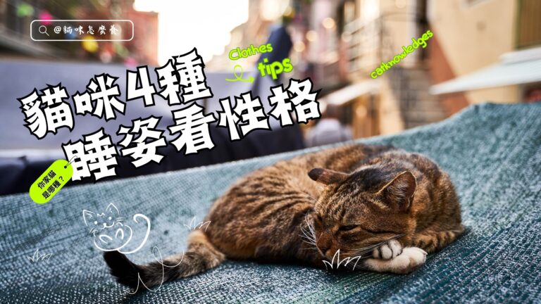 貓咪4種睡姿看性格