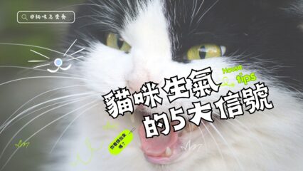 貓咪生氣的5大信號