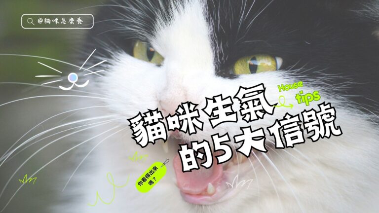 貓咪生氣的5大信號