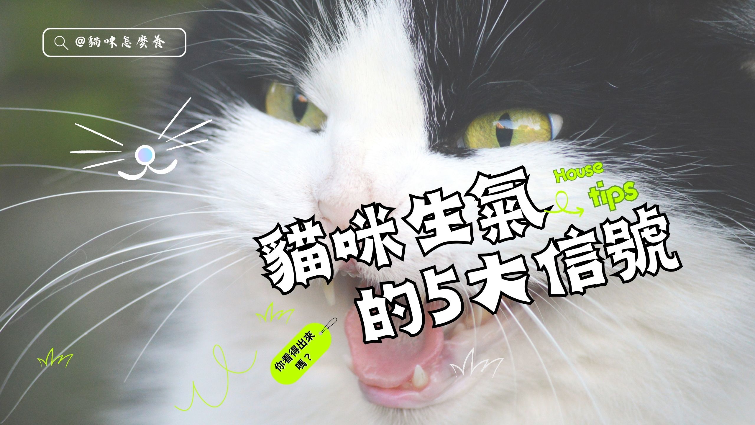 【新手養貓】貓咪生氣的5大信號！你看得出來嗎？