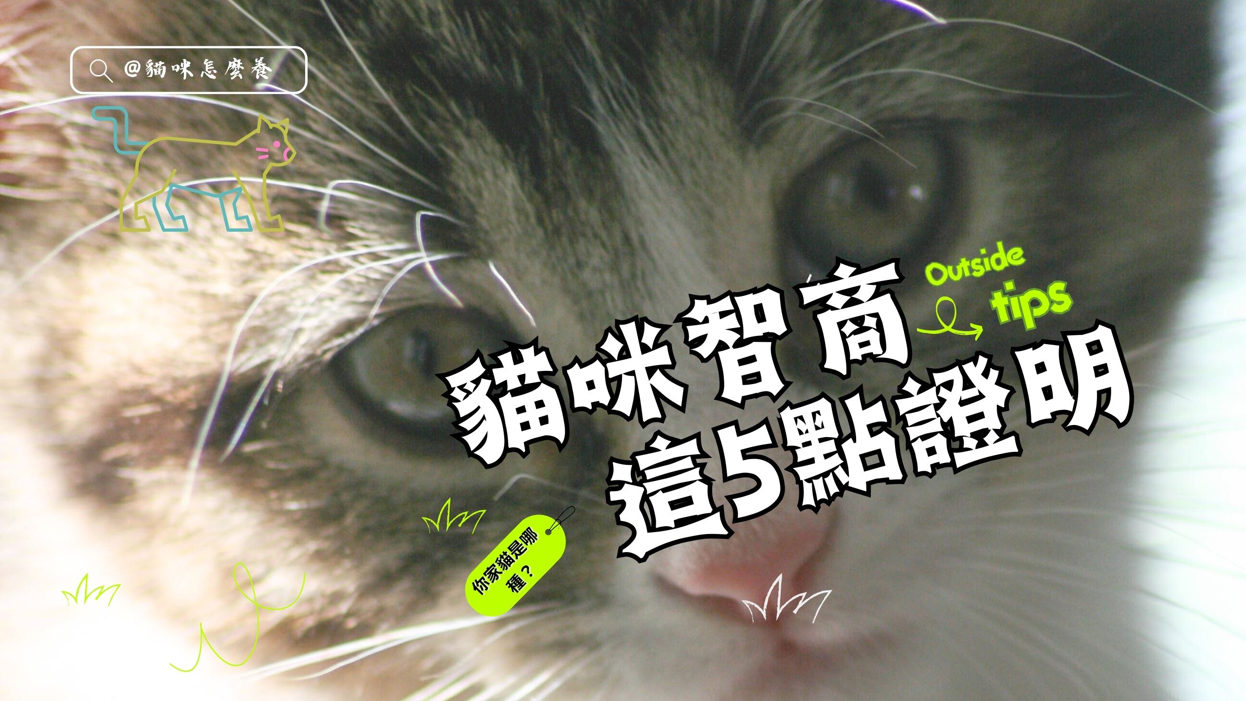 【養貓知識】這5點證明貓咪很聰明！