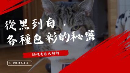 貓咪毛色大解析：從黑到白，各種色彩的秘密
