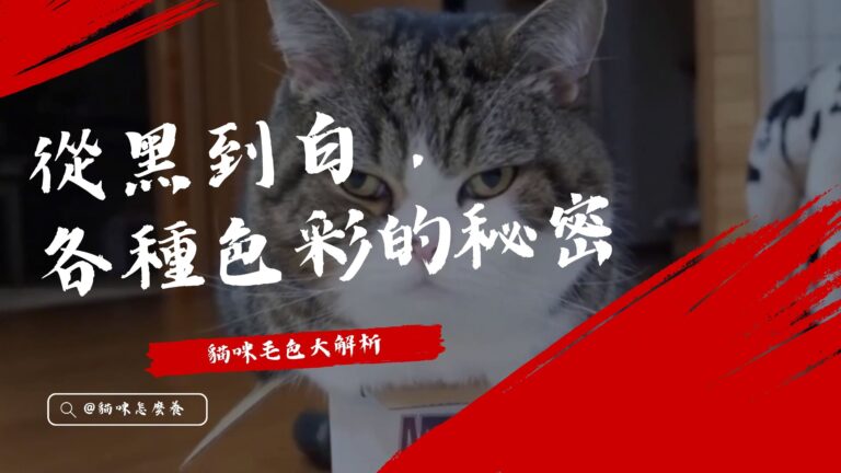 貓咪毛色大解析:從黑到白,各種色彩的秘密