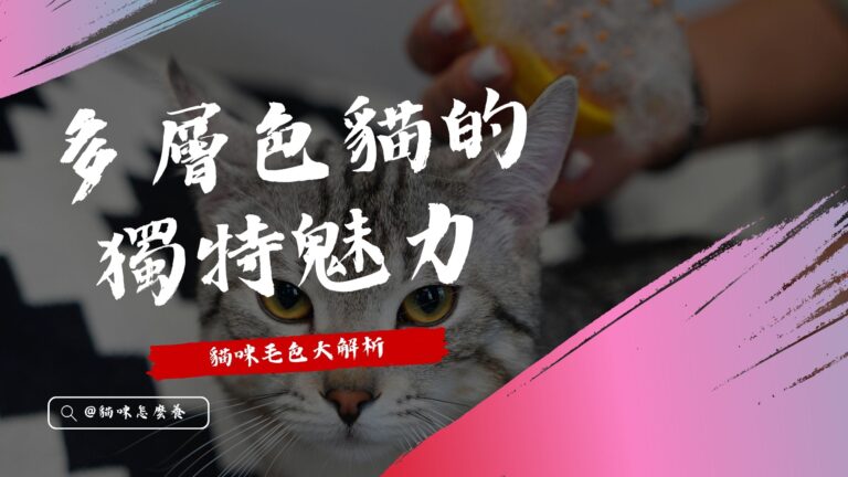 貓咪毛色大解析:多層色貓的獨特魅力