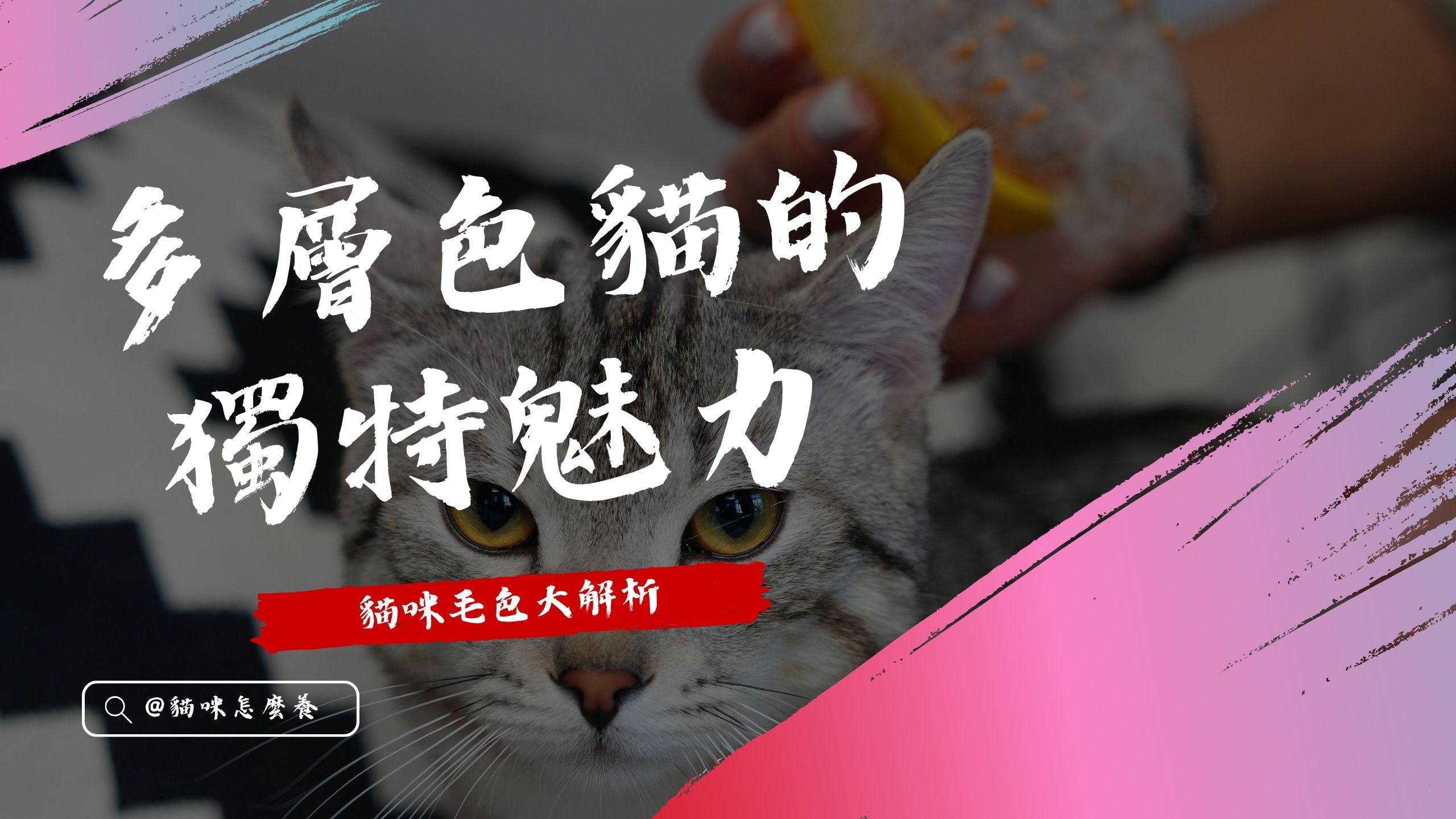 【貓咪介紹】貓咪毛色大解析：多層色貓的獨特魅力！